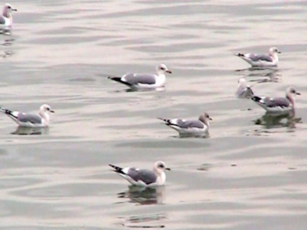 San Francisco Bay's first big herring run is a treat for birds and birders