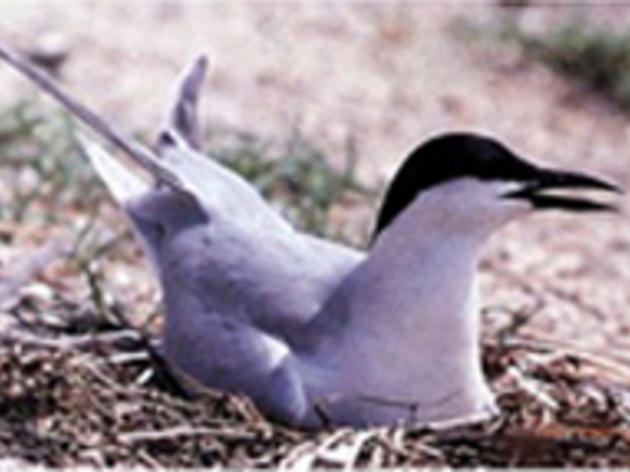 The vexing problem of Gull-billed Terns in San Diego