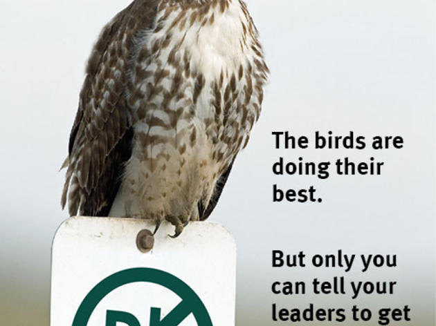 Help the birds get the word out about lead in the environment