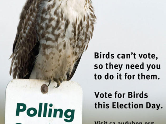 The birds need you to vote for them