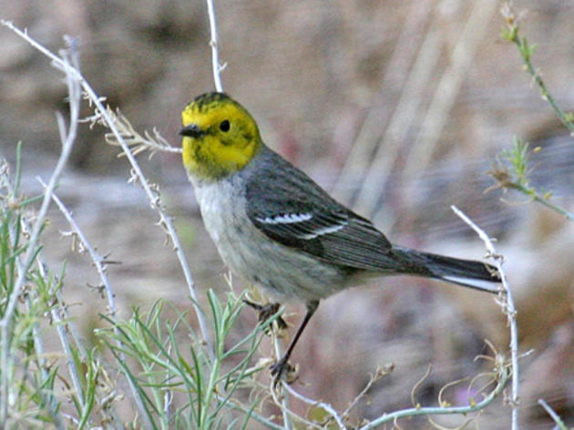 State Parks completes purchase of 25,000 acres of prime bird habitat in Kern County