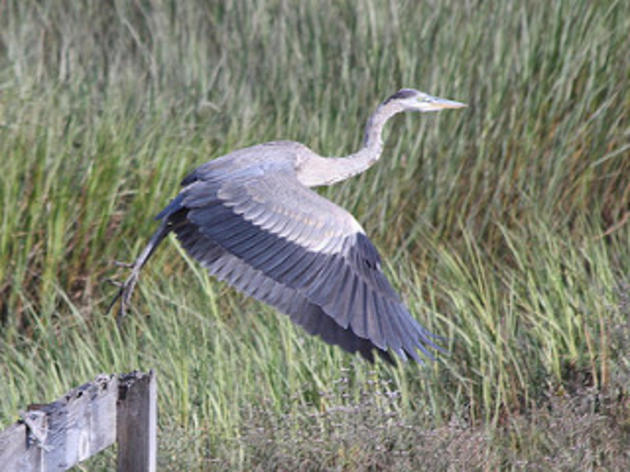 San Diego Audubon leading the charge for Mission Bay wetlands restoration