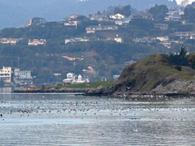 First big herring run in San Francisco Bay creates feeding (and birding) frenzy