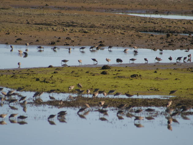 New HSU study shows Humboldt Bay far more important to shorebirds than previously thought