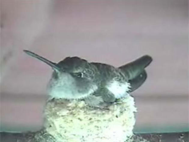 Starr Ranch hummingbird cam back in business