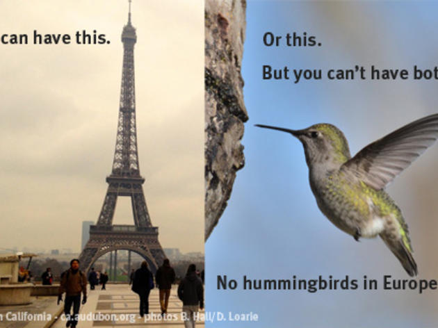 No hummingbirds in Europe