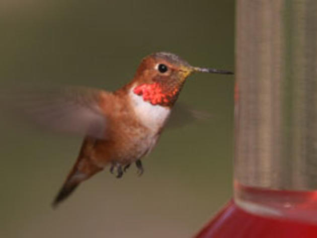Audubon Kern River Preserve Hummingbird Festival this Saturday