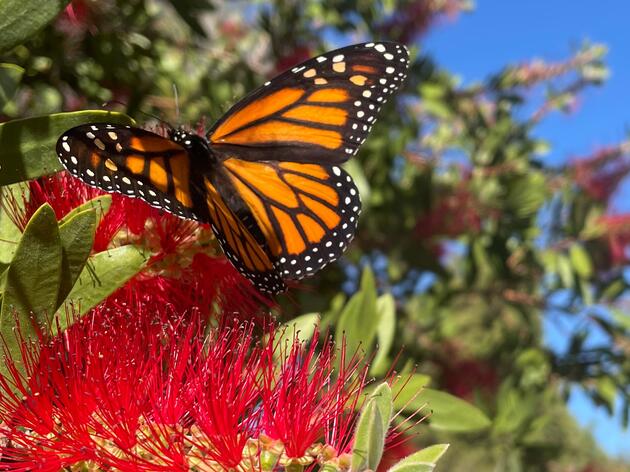 Monarch Migration:  Helping a Culturally Significant Pollinator 