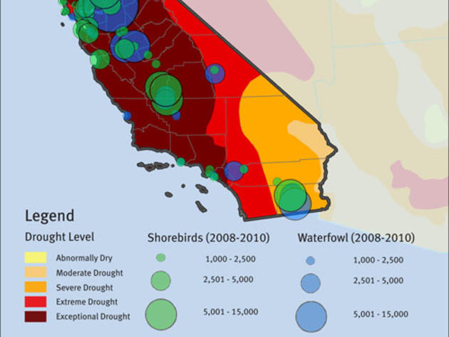 Another illustration of drought's impact on birds