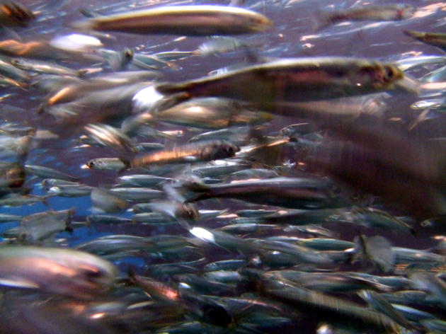Forage fish bill stands to make a huge difference for marine birds