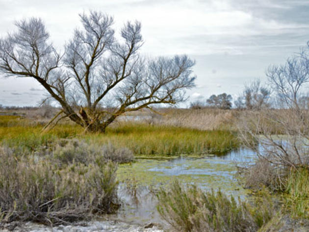 State drought operations plan will be painful for all -- including the birds