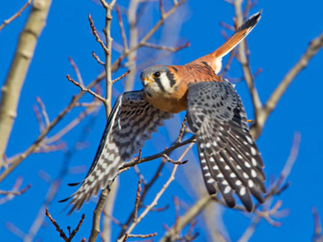 Audubon chapters in California piloting new climate research project