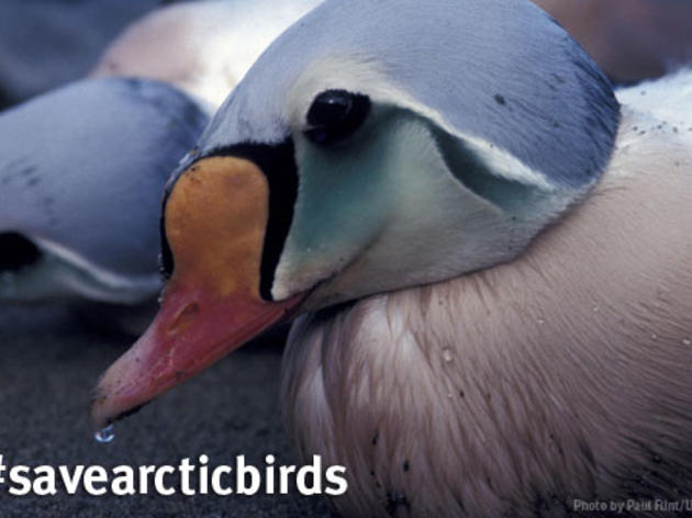 Huge win for Arctic birds