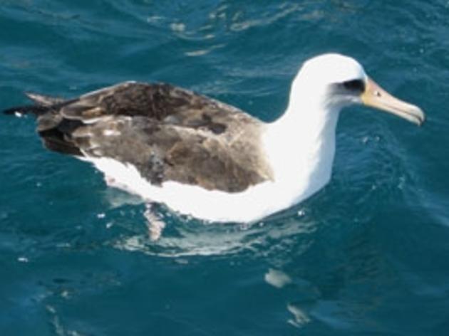 Beating Back an Invasive Weed to Save California's Albatrosses
