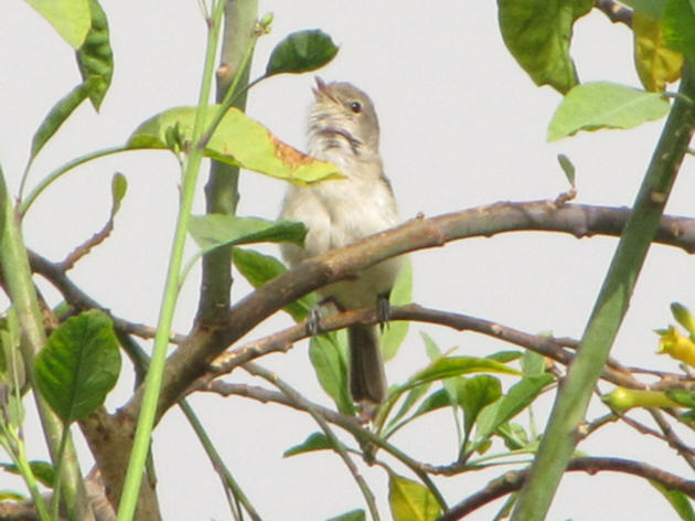 Big win for Least Bell's Vireo