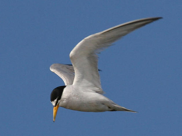 Endangered California Least Tern nesting in Malibu for the first time in decades