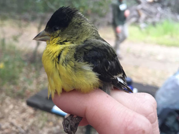 Record-breaking bird found at Audubon Starr Ranch