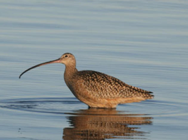 Make a Home for the Long-billed Curlew