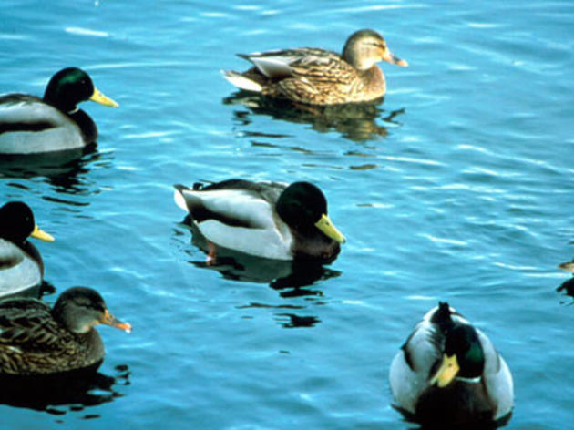 Number of breeding Mallards in CA down 20 percent from last year