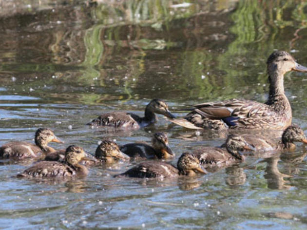 Steep breeding waterfowl declines highlight major impact of drought on birds and habitat
