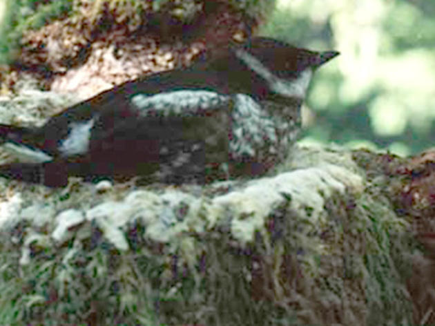 Audubon network helps save Marbled Murrelets in California