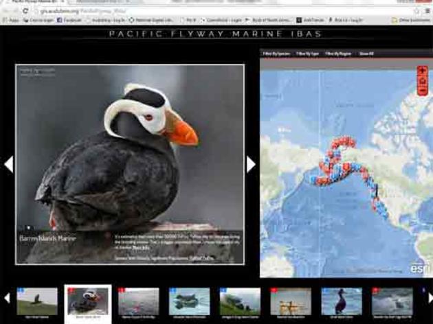 New interactive map of Pacific Flyway marine Important Bird Areas