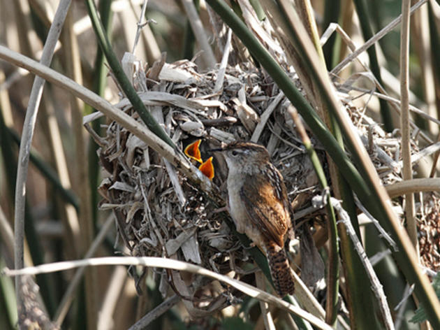Do birds rely on experience when building nests?