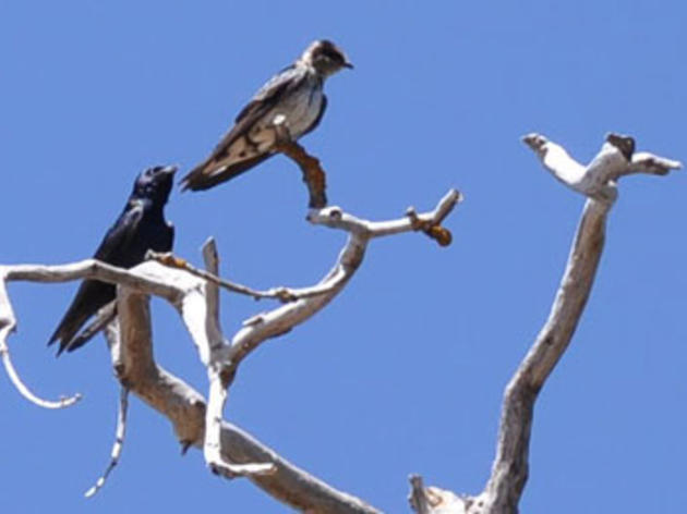 Searching for Purple Martins on Tejon Ranch