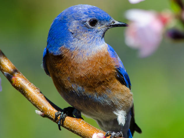 Western Bluebird wins Audubon California's 2015 Bird of the Year