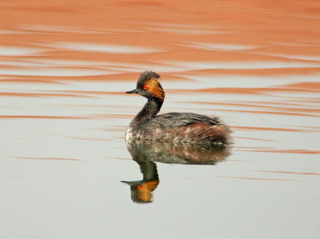 Audubon California statement on Colorado River/Lake Mead talks