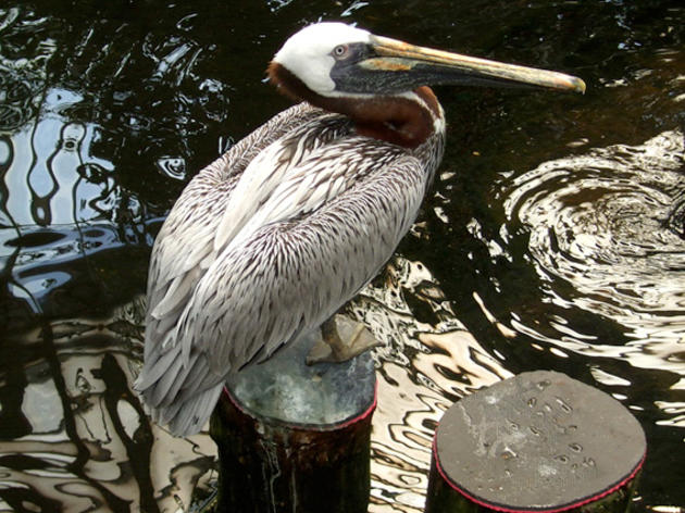 Bird enthusiasts invited to join coast-wide effort on May 7 to spot Brown Pelicans