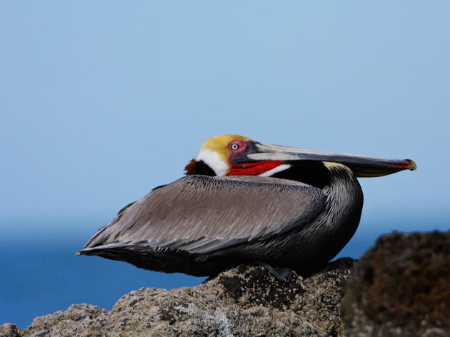 Citizen Scientists along West Coast to Count Brown Pelicans on Saturday, October 15 to Aid in Conservation of Troubled Seabird