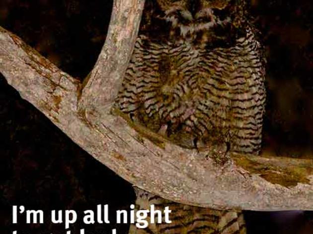 Because, you know, he's nocturnal