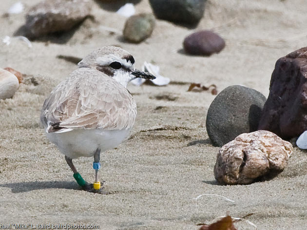 How to Report Banded Western Snowy Plovers