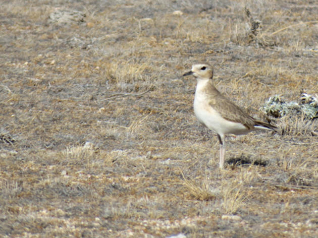 Mountain Plovers show fruits of labor at Tejon Ranch