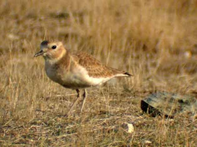 Be on the lookout for the elusive Mountain Plover