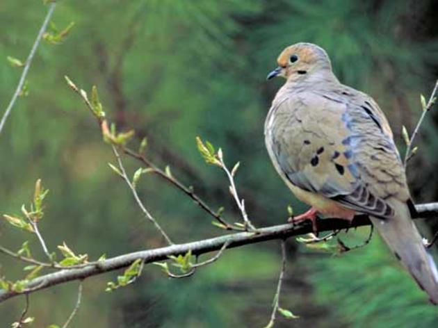 Los Angeles Times supports lead-free environment for birds and people