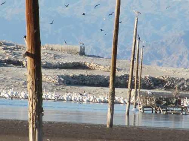 After second-largest cormorant breeding site collapses at Salton Sea, Army Corps moves to destroy the first largest