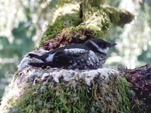 A win for Central Coast Marbled Murrelets
