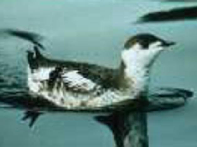 USFWS recommending continued protected status for Marbled Murrelet