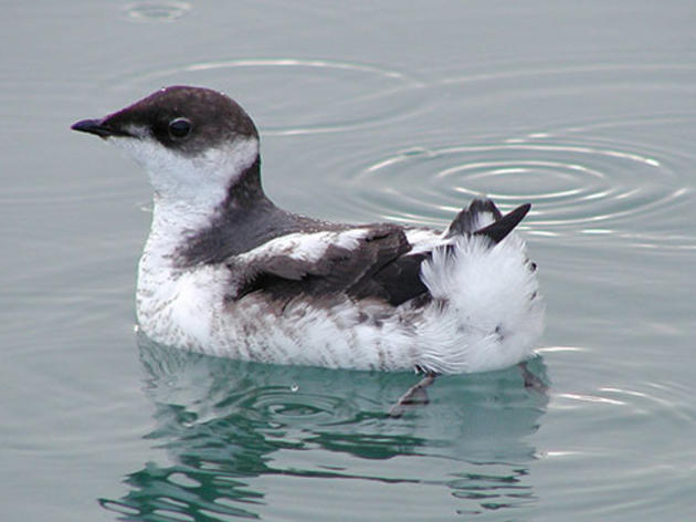 The ongoing plight of the California Marbled Murrelets
