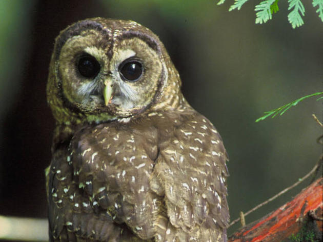 Northern Spotted Owl named Audubon California’s  2016 Bird of the Year