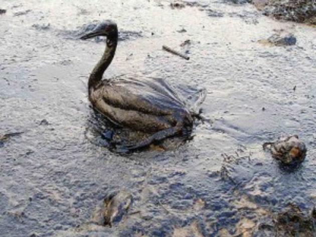 Oil and birds don't mix