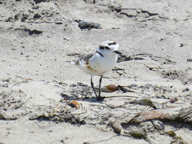 Plovers showing signs of oil at Coal Oil Point Preserve