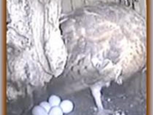 Return of Audubon Starr Ranch Barn Owls could indicate healthier ecosystem