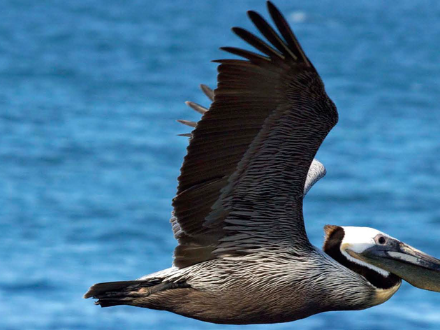 Audubon network helping troubled Brown Pelicans