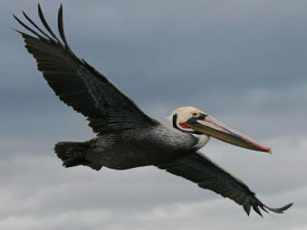 Brown Pelican to be removed from Endangered Species List today