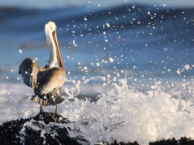 Troubling news on Pacific Brown Pelicans