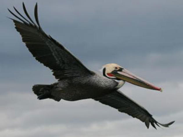 Oil pelicans found near Santa Barbara