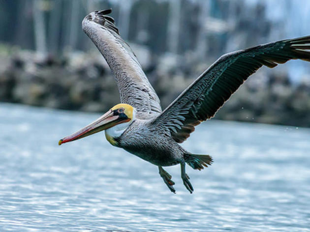 California's emissions goals are for the birds